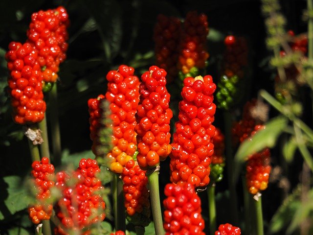 Free download Nature Berries Arum -  free photo or picture to be edited with GIMP online image editor