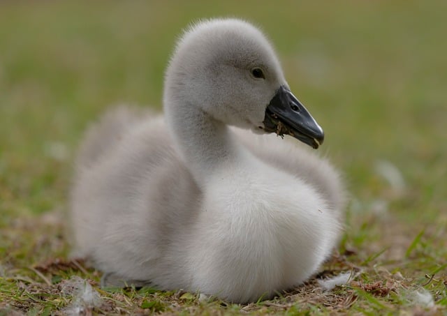 Free download nature bird animal lake waterfowl free picture to be edited with GIMP free online image editor