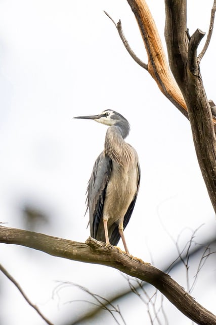 Scarica gratuitamente un'immagine gratuita di natura uccello animale fauna selvatica da modificare con l'editor di immagini online gratuito GIMP