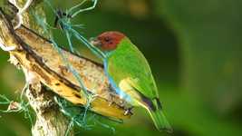 Free download Nature Bird Ave -  free video to be edited with OpenShot online video editor