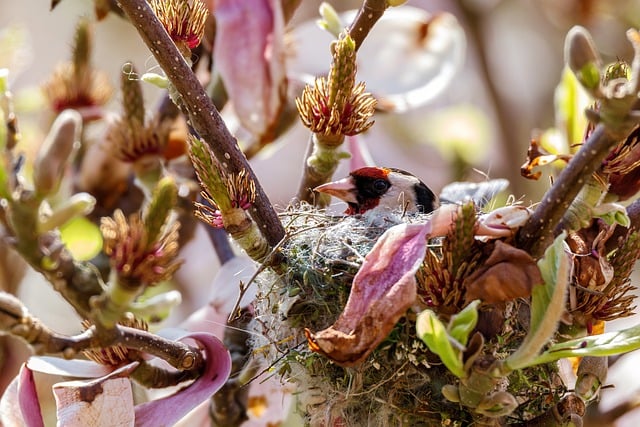 Free download nature bird bird nest stieglitz free picture to be edited with GIMP free online image editor