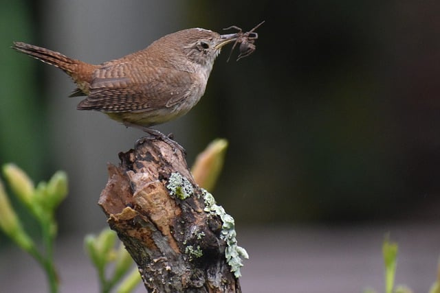 Free download nature bird bug free picture to be edited with GIMP free online image editor