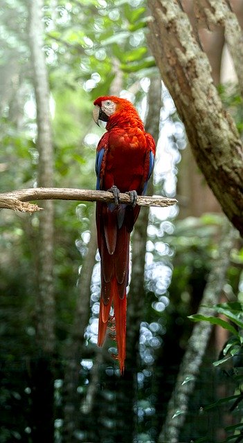 Free picture Nature Bird Costa Rica -  to be edited by GIMP free image editor by OffiDocs
