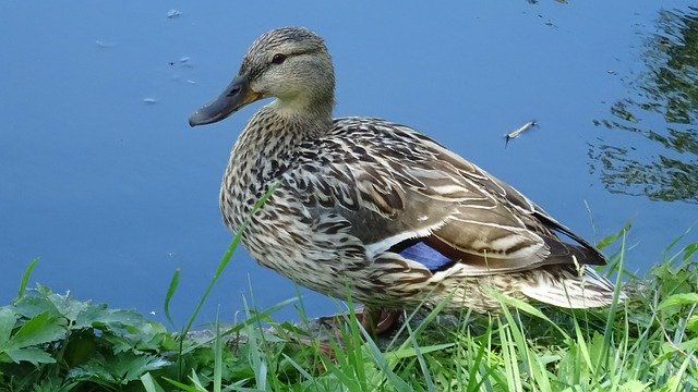 Download grátis Nature Bird Duck - foto ou imagem grátis para ser editada com o editor de imagens online GIMP