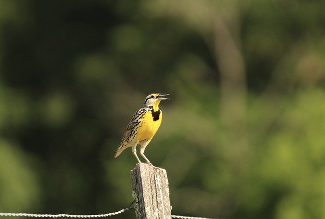 Gratis download Nature Bird Feather - gratis foto of afbeelding om te bewerken met GIMP online afbeeldingseditor