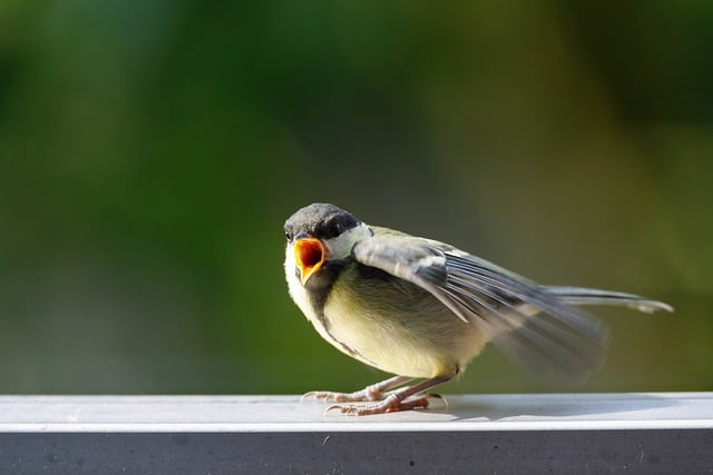 Free download nature bird great tit bird watching free picture to be edited with GIMP free online image editor