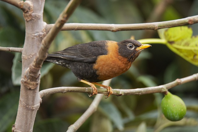 Free download nature bird ornithology blackbird free picture to be edited with GIMP free online image editor