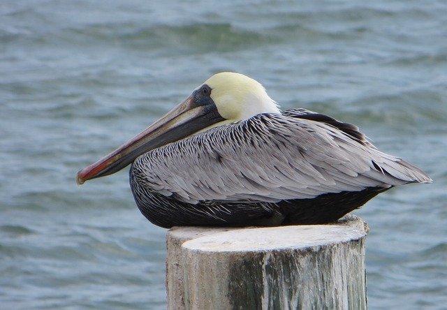 Unduh gratis Pelican Burung Alam - foto atau gambar gratis untuk diedit dengan editor gambar online GIMP
