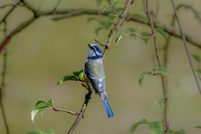 Free download nature bird plumage songbird free picture to be edited with GIMP free online image editor
