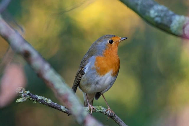 Free download nature bird rotkelchen close up free picture to be edited with GIMP free online image editor