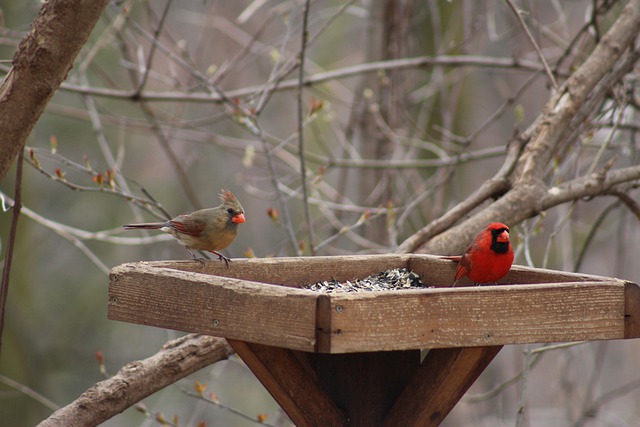 Free download nature birds cardinal al couple free picture to be edited with GIMP free online image editor