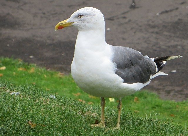 Free download Nature Bird Seagull -  free photo or picture to be edited with GIMP online image editor