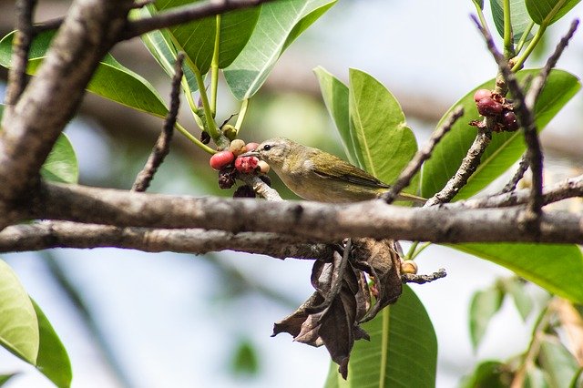 Descarga gratuita Nature Birds Feathers: foto o imagen gratuita para editar con el editor de imágenes en línea GIMP