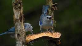 Free download Nature Birds Field -  free video to be edited with OpenShot online video editor