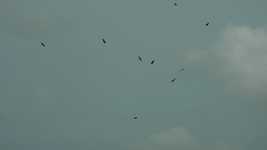 Free download Nature Birds Flight -  free video to be edited with OpenShot online video editor