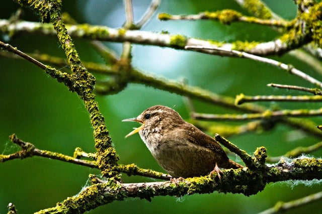 Free download nature bird spring animal wildlife free picture to be edited with GIMP free online image editor