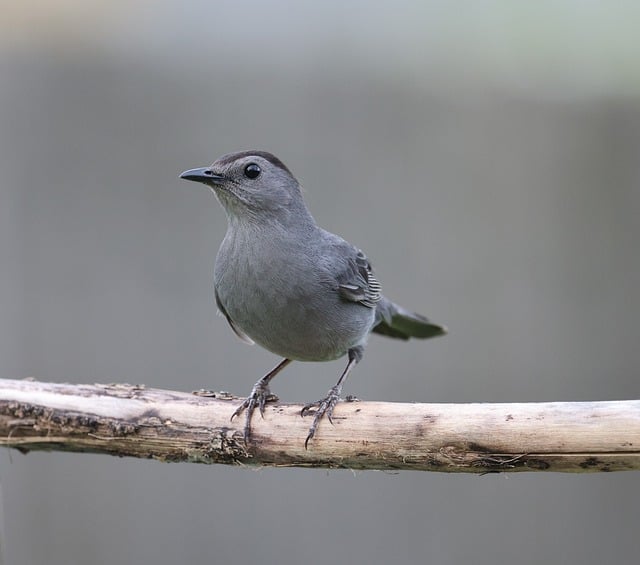 Free download nature bird spring avian branch free picture to be edited with GIMP free online image editor