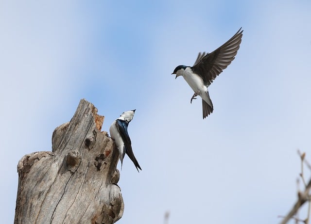 Free download nature birds wildlife swallows free picture to be edited with GIMP free online image editor