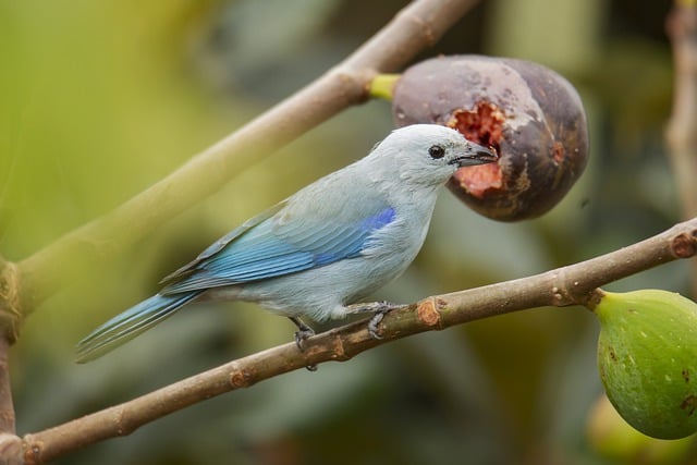 Free download nature bird tanager ornithology free picture to be edited with GIMP free online image editor
