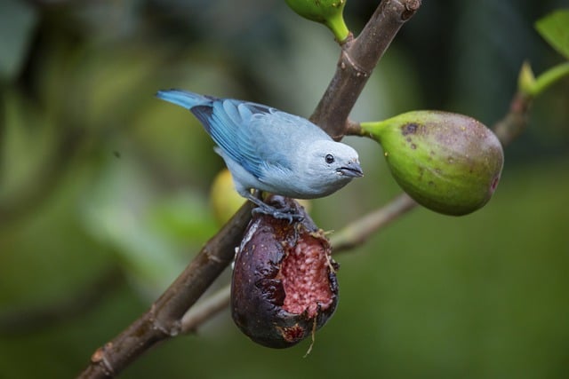 Free download nature bird tanager tile free picture to be edited with GIMP free online image editor