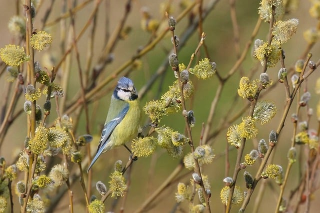 Free download nature bird tit blossom bloom free picture to be edited with GIMP free online image editor