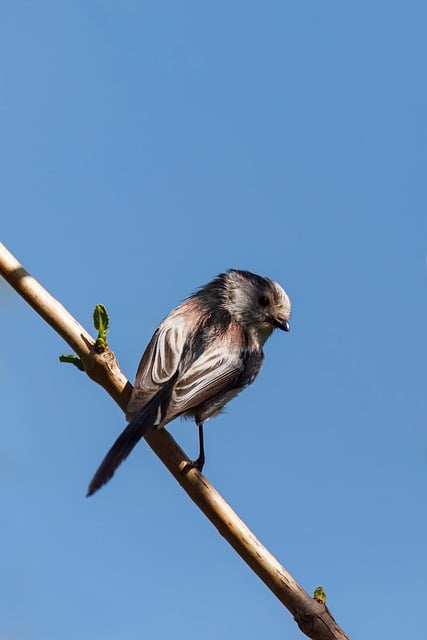 Free download nature bird tit plumage free picture to be edited with GIMP free online image editor