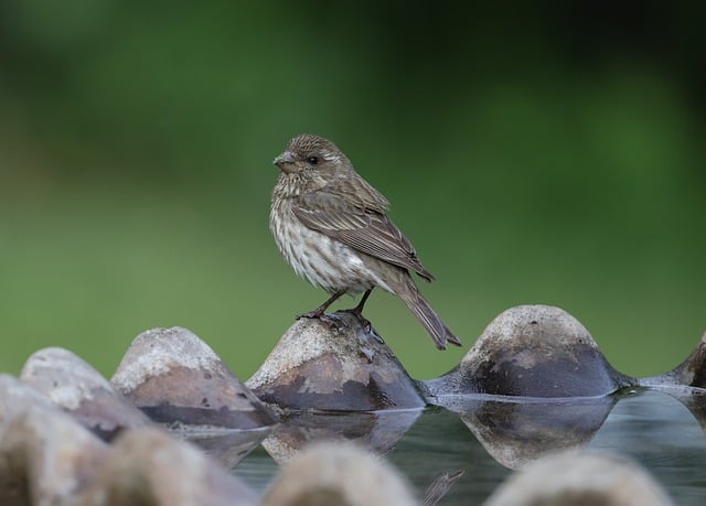 Free download nature bird wildlife avian animal free picture to be edited with GIMP free online image editor