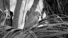 Free download Nature Black And White Parrot -  free video to be edited with OpenShot online video editor