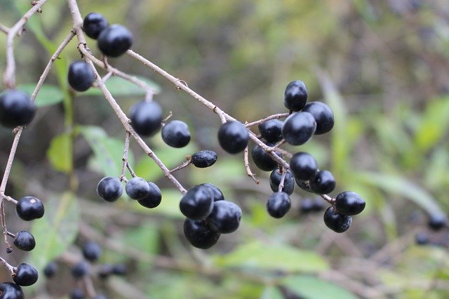 Téléchargement gratuit Nature Black Berry - photo ou image gratuite à éditer avec l'éditeur d'images en ligne GIMP