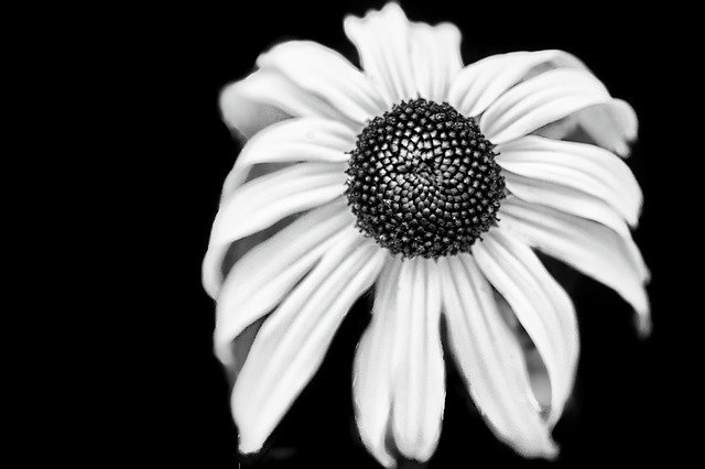 Descarga gratuita Nature Bloom Blossom - foto o imagen gratuita para editar con el editor de imágenes en línea GIMP