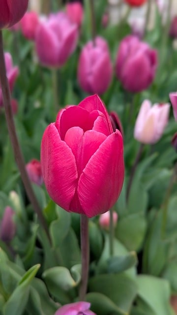 Free download nature bloom flowers tulip free picture to be edited with GIMP free online image editor