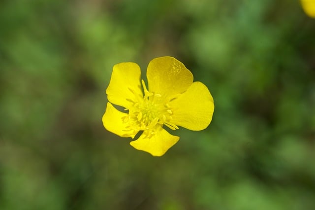 Free download nature blossom bloom yellow flower free picture to be edited with GIMP free online image editor