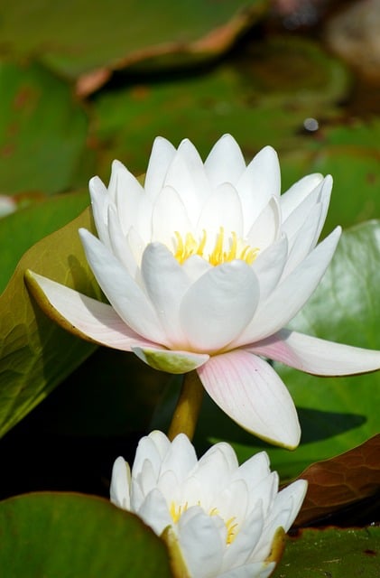 Free download nature blossoms flower lily pond free picture to be edited with GIMP free online image editor