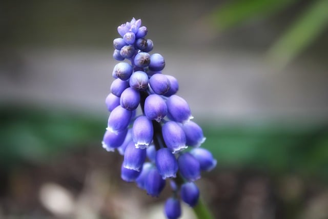 Free download nature blue flower botany bloom free picture to be edited with GIMP free online image editor