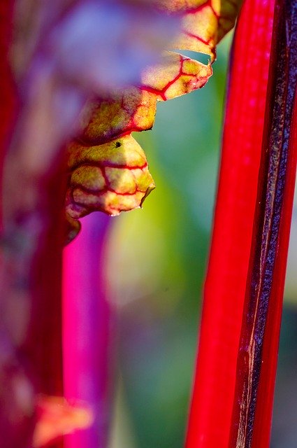 Free download Nature Bokeh Macro -  free photo or picture to be edited with GIMP online image editor