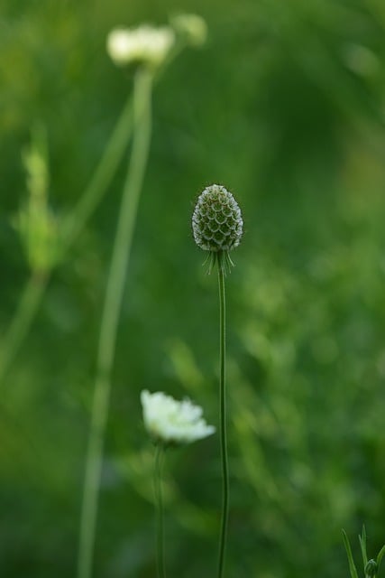 Descarga gratuita Naturaleza Botánica Aire libre Parque Prado Imagen gratuita para editar con el editor de imágenes en línea gratuito GIMP