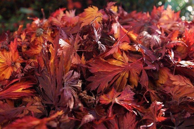 Tải xuống miễn phí Quần đùi tự nhiên Boxer Fall Foliage - ảnh hoặc ảnh miễn phí được chỉnh sửa bằng trình chỉnh sửa ảnh trực tuyến GIMP