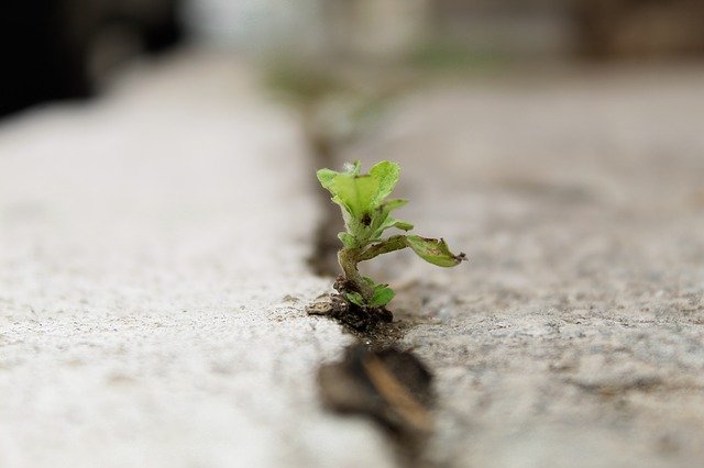 تنزيل Nature Brazil Leaf مجانًا - صورة مجانية أو صورة لتحريرها باستخدام محرر الصور عبر الإنترنت GIMP