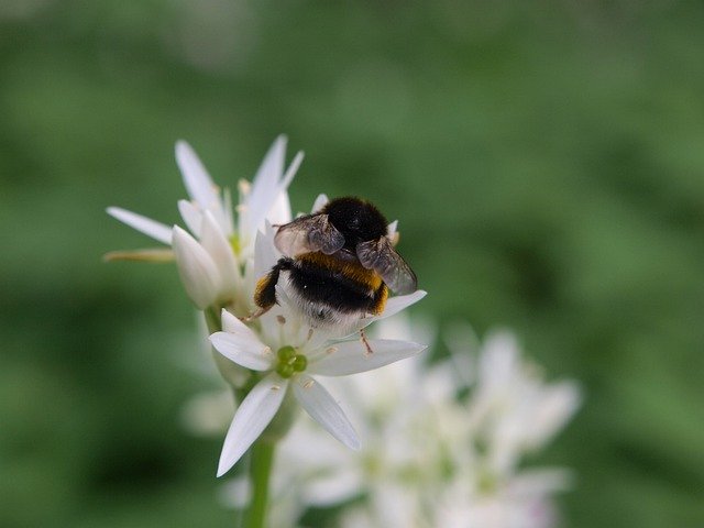 Free download Nature Bumblebee Pollination -  free photo or picture to be edited with GIMP online image editor