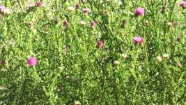 Free download Nature Burian Grass -  free video to be edited with OpenShot online video editor