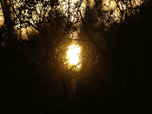 Free download nature bushes sunset forest trees free picture to be edited with GIMP free online image editor