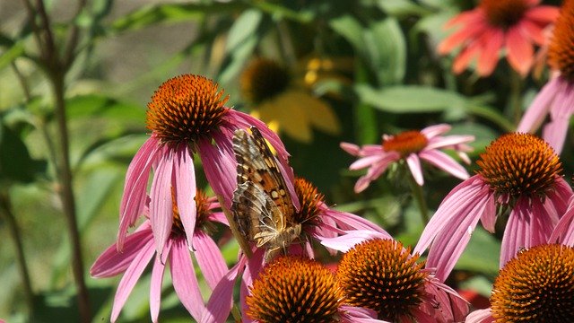 Muat turun percuma Nature Butterflies - foto atau gambar percuma untuk diedit dengan editor imej dalam talian GIMP