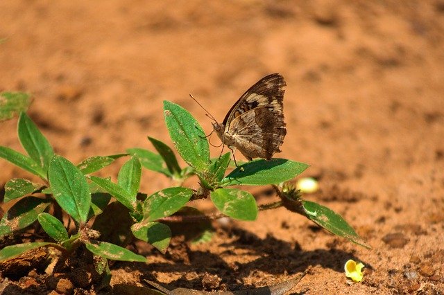 Free download Nature Butterflies Environment -  free photo or picture to be edited with GIMP online image editor