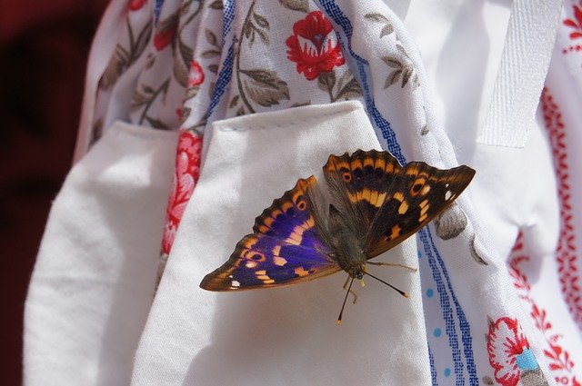 Скачать бесплатно Nature Butterfly - бесплатное фото или изображение для редактирования с помощью онлайн-редактора изображений GIMP
