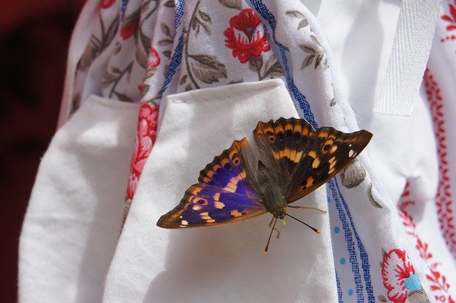 Téléchargement gratuit Nature Butterfly - photo ou image gratuite à modifier avec l'éditeur d'images en ligne GIMP