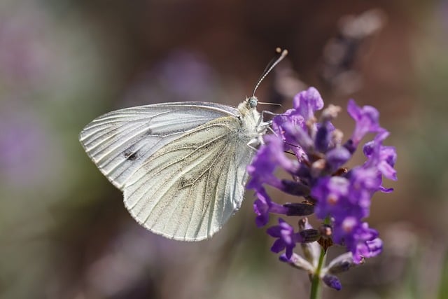 Free download nature butterfly close up summer free picture to be edited with GIMP free online image editor