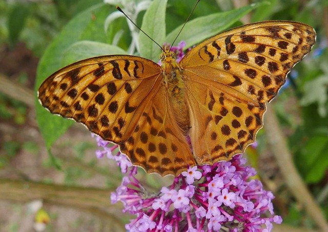 Gratis download Nature Butterfly Great Spangle - gratis foto of afbeelding om te bewerken met GIMP online afbeeldingseditor