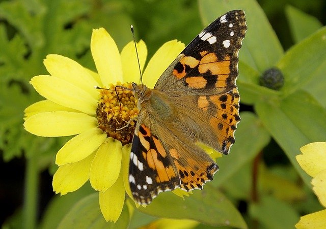 Bezpłatne pobieranie Nature Butterfly Insect - darmowe zdjęcie lub obraz do edycji za pomocą internetowego edytora obrazów GIMP