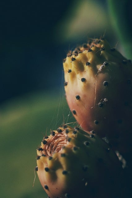 Free download nature cacti cactus planned rare free picture to be edited with GIMP free online image editor