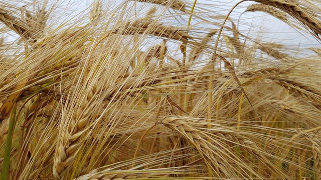 Téléchargement gratuit Nature Cereals Field - photo ou image gratuite à éditer avec l'éditeur d'images en ligne GIMP